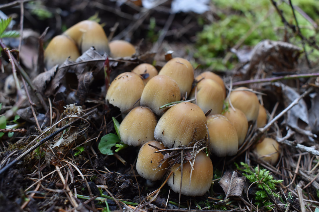 Coprinellus truncorum, an inky cap mushroom